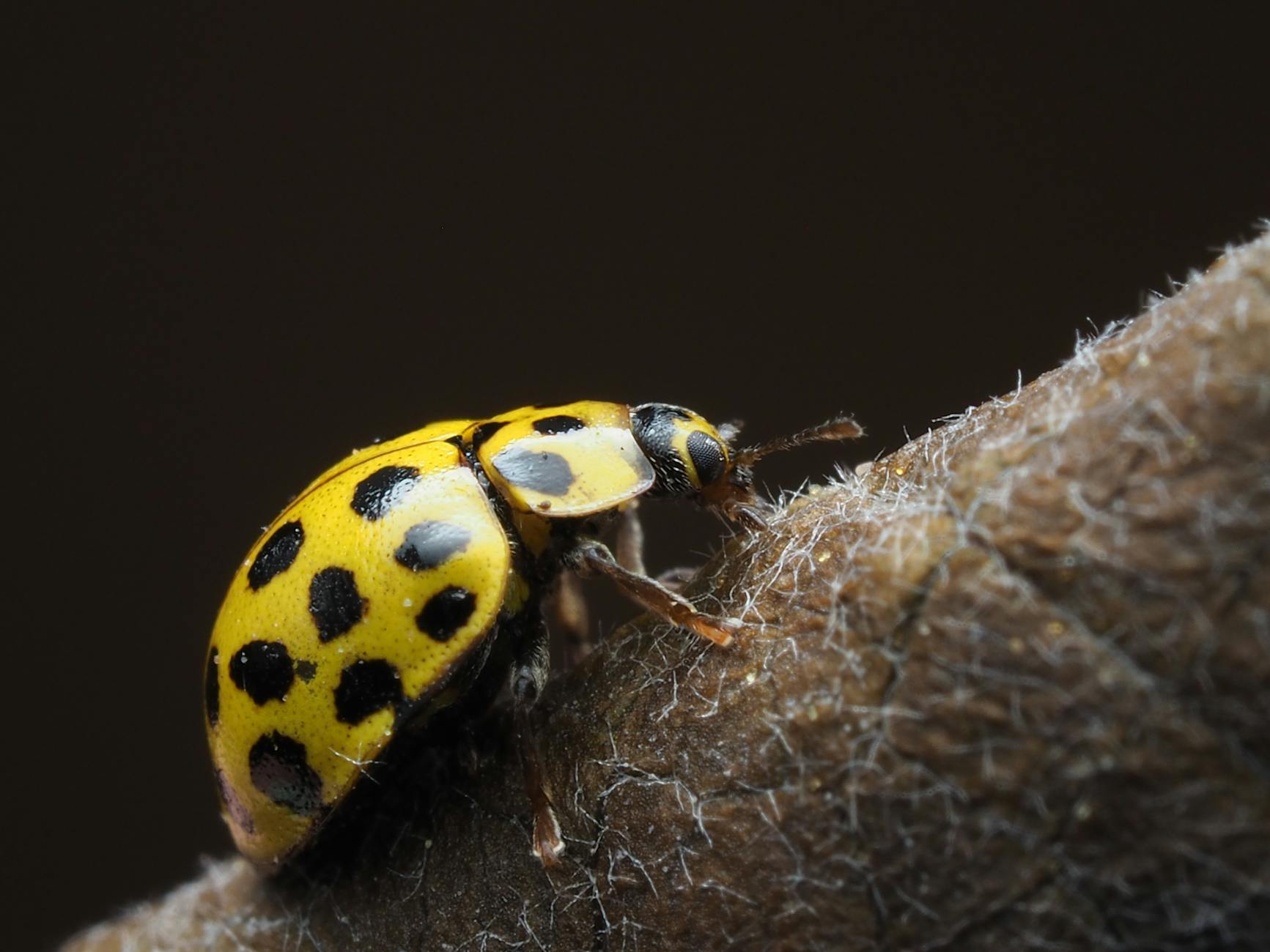 سنداستون: یک راهنمای کامل و تخصصی برای استفاده و انتخاب آن