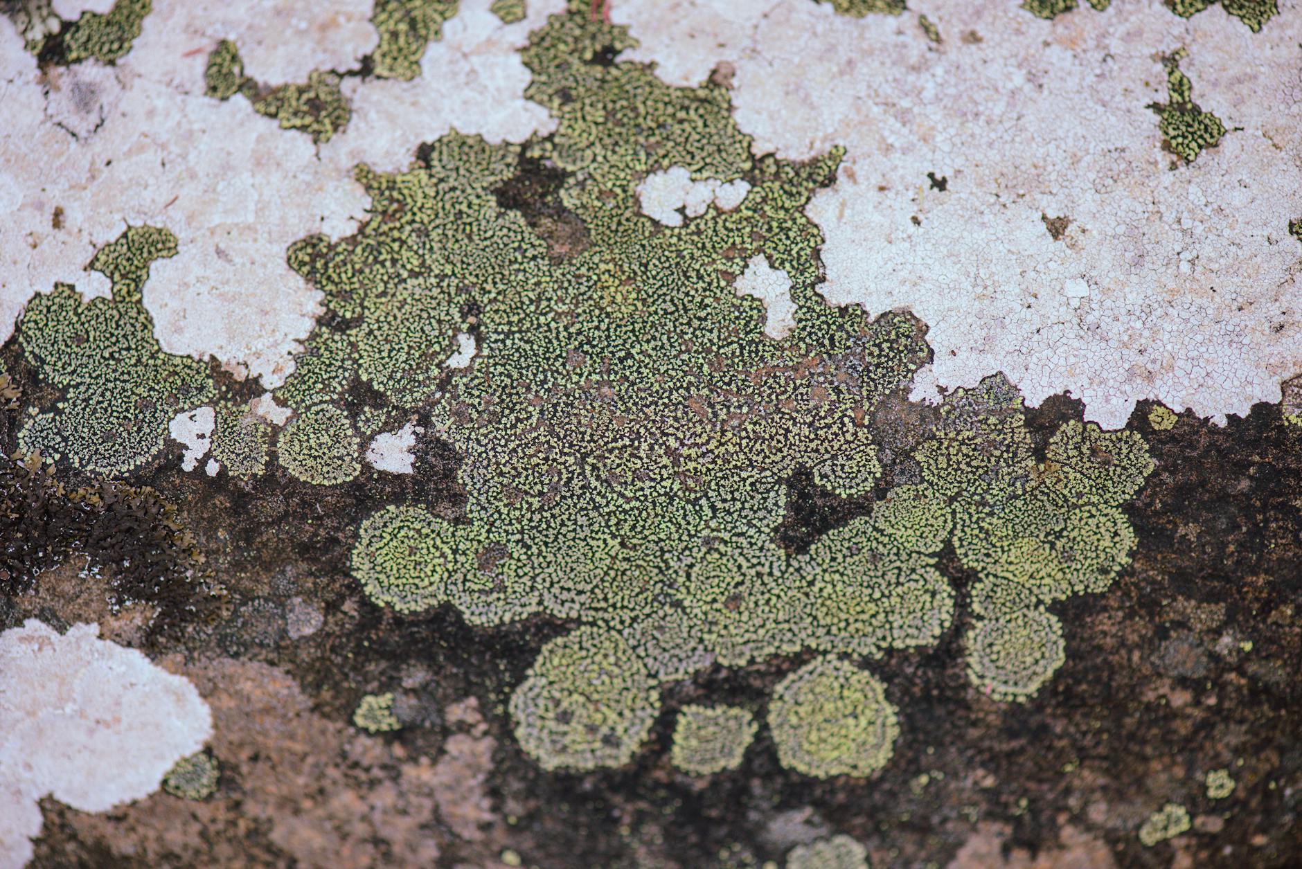 سنگ ترامیت: گوهری هیبریدی؛ راهنمای جامع انتخاب و کاربرد در ساختمان‌سازی