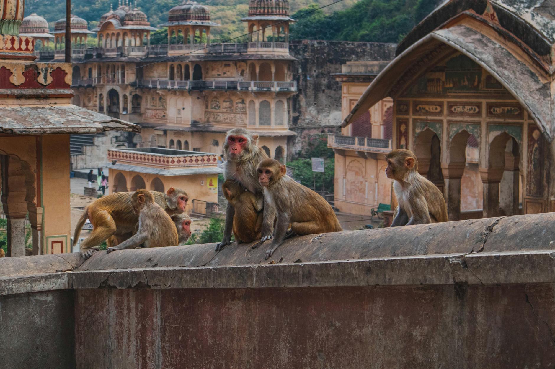 راهنمای جامع و تخصصی درباره سنگ ترااونیکس: زیبایی و کاربردهای آن