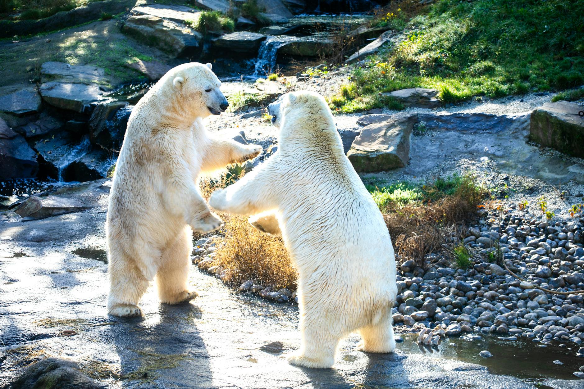تراورتن: راهنمای جامع ویژگی‌ها، کاربردها و رازهای ماندگاری در معماری